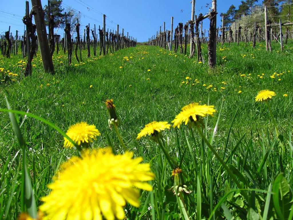 Weingut Dietl * Riegersburg