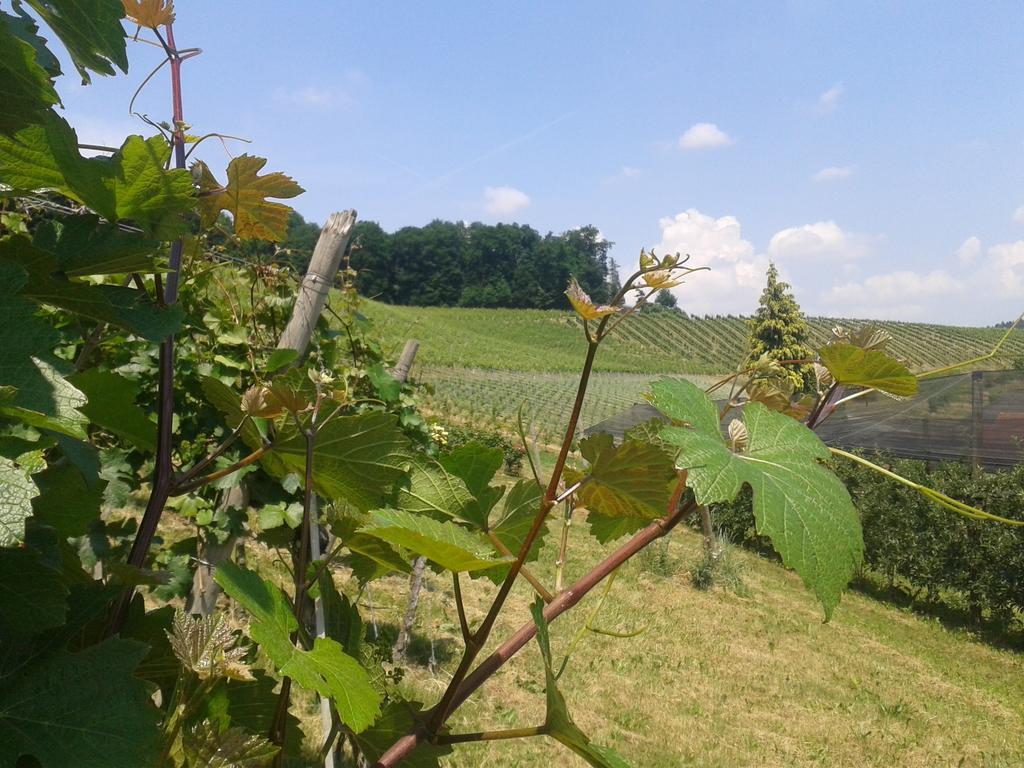 Weingut Dietl * Riegersburg