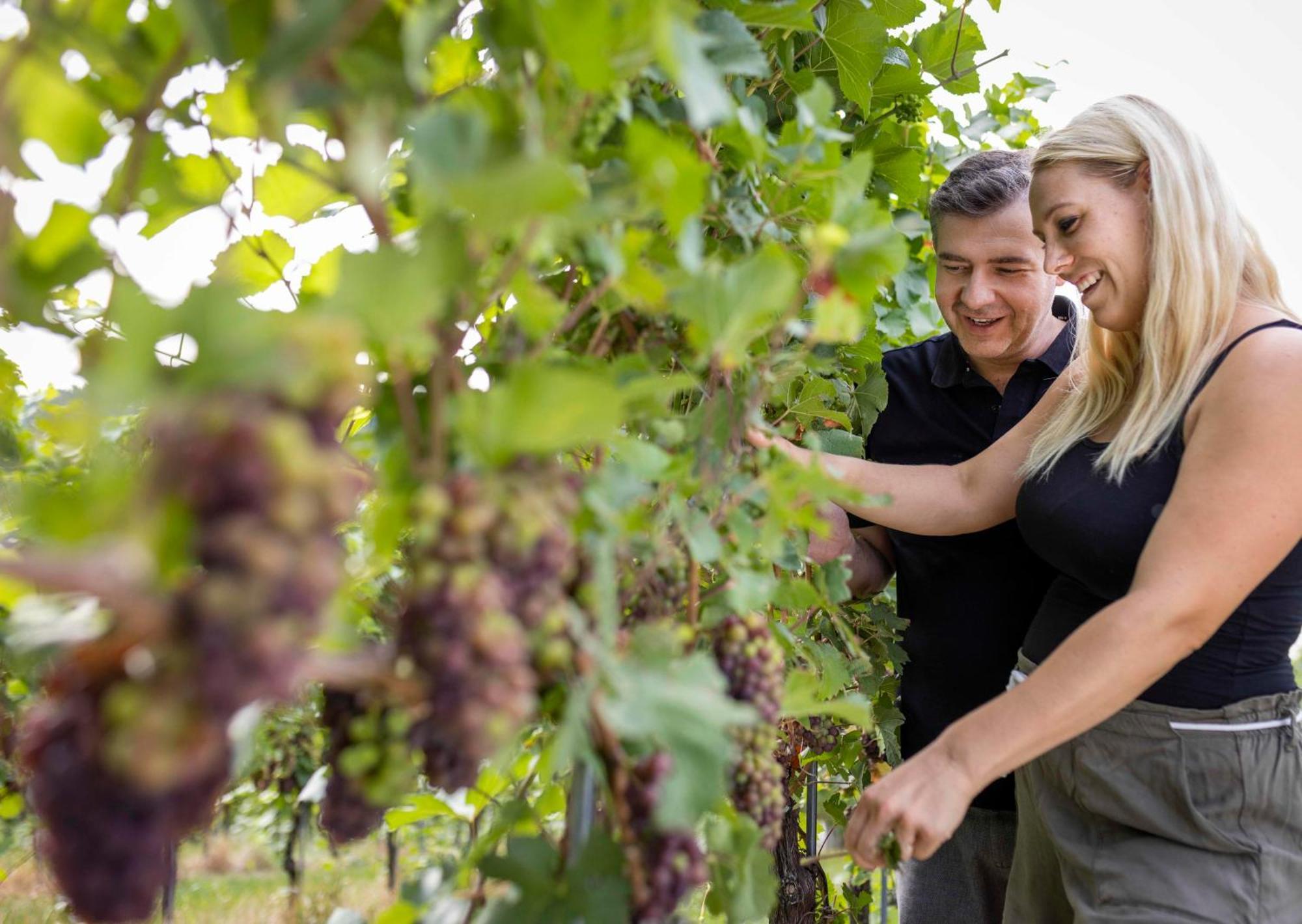 Weingut Dietl Riegersburg